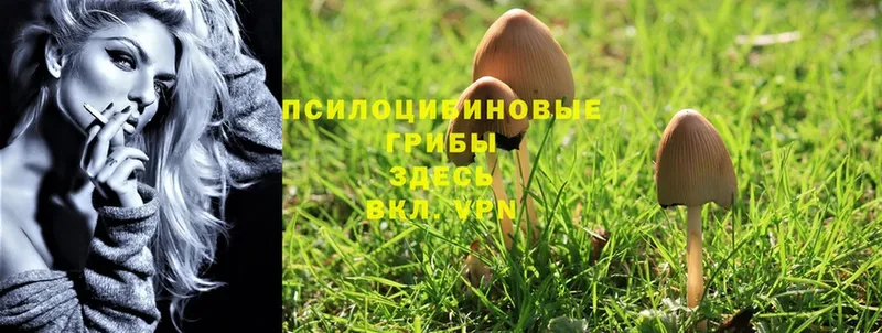 Галлюциногенные грибы Magic Shrooms  наркошоп  Карабулак 